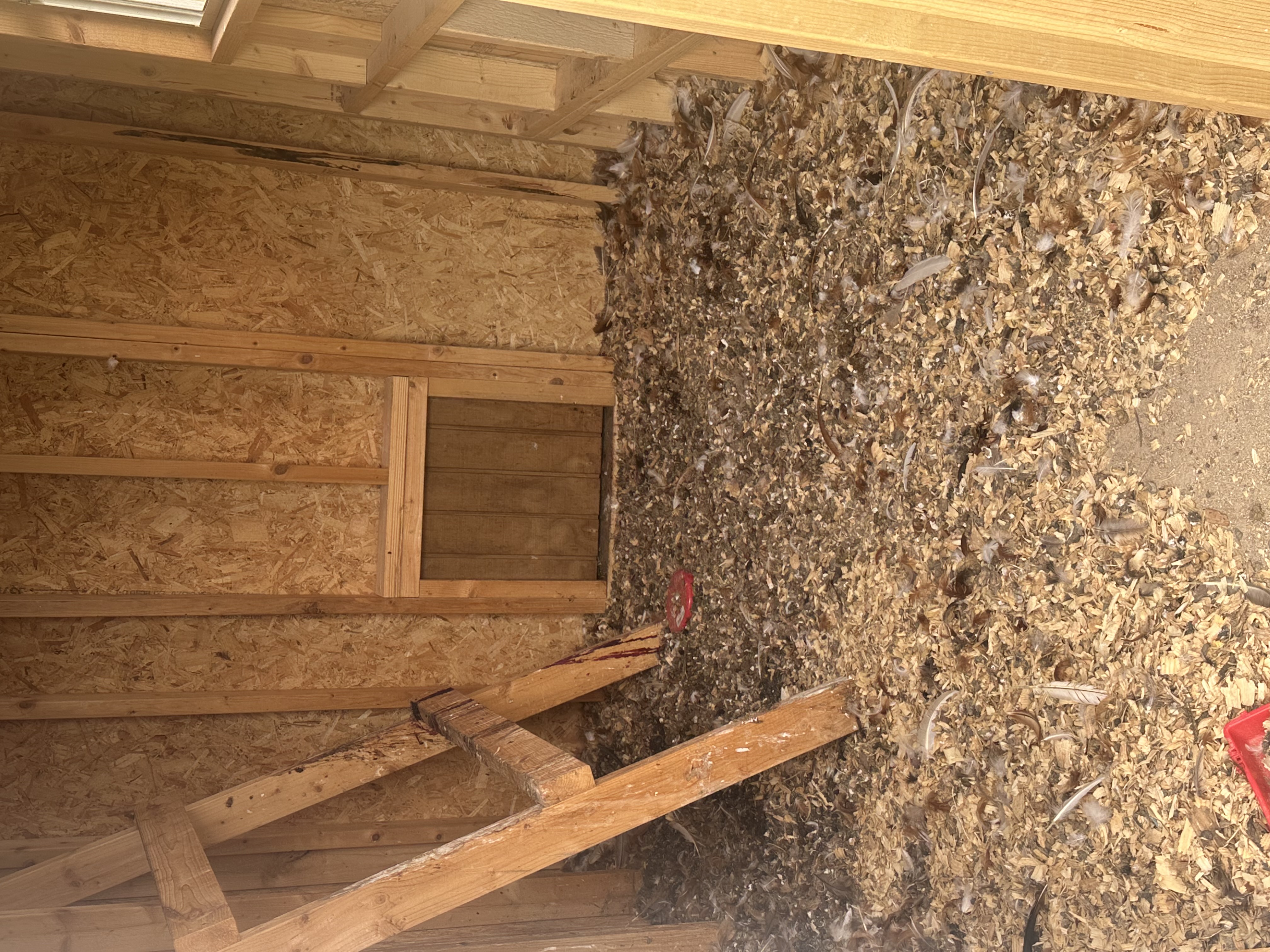 6x8 Chicken Coop for sale near Anderson, SC - photo 2